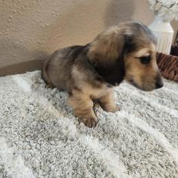 Bella - Cream female Dachshund puppy in Visalia, California from DachGraston Dachshunds