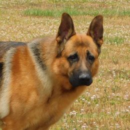 Baron - German Shepherd