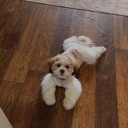 Cockapoo, Goldendoodle, and Shihpoo Puppies from Boutique Doodles