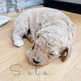 Poodle Puppies from Serene Arenas' Standard Poodles