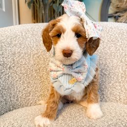 Chandler - Apricot female Goldendoodle puppy in Layton, Utah from Gracious Doodle Dogs