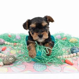 Yorkshire Terrier Puppies from Korrtina Grover