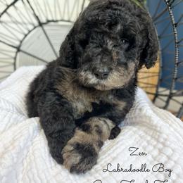 Zen the unique marked merle - Merle male Labradoodle puppy in Grove, Oklahoma from Guinn Family Farms