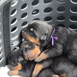 Rottweiler Puppies from Pearce Rottweilers