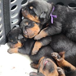 Rottweiler Puppies from Pearce Rottweilers