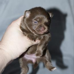 Buttercup - Chocolate female Pomeranian puppy in Saint Ignatius, Montana from Pomeranians Montana