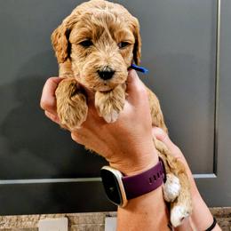 Stitch - Red  male Goldendoodle puppy in Forest, Ohio from Mini Doodle Buddies