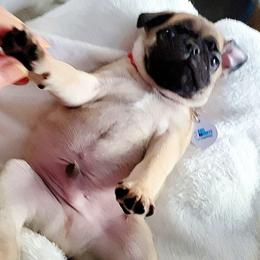 AKC Boy 5  fawn male - Silver male Pug puppy in Phoenix, Arizona from Pug Place Phoenix