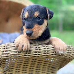 Luca AKA Baby Boy Black - Black and tan male Airedale Terrier puppy in Mooresville, North Carolina from Farm 55