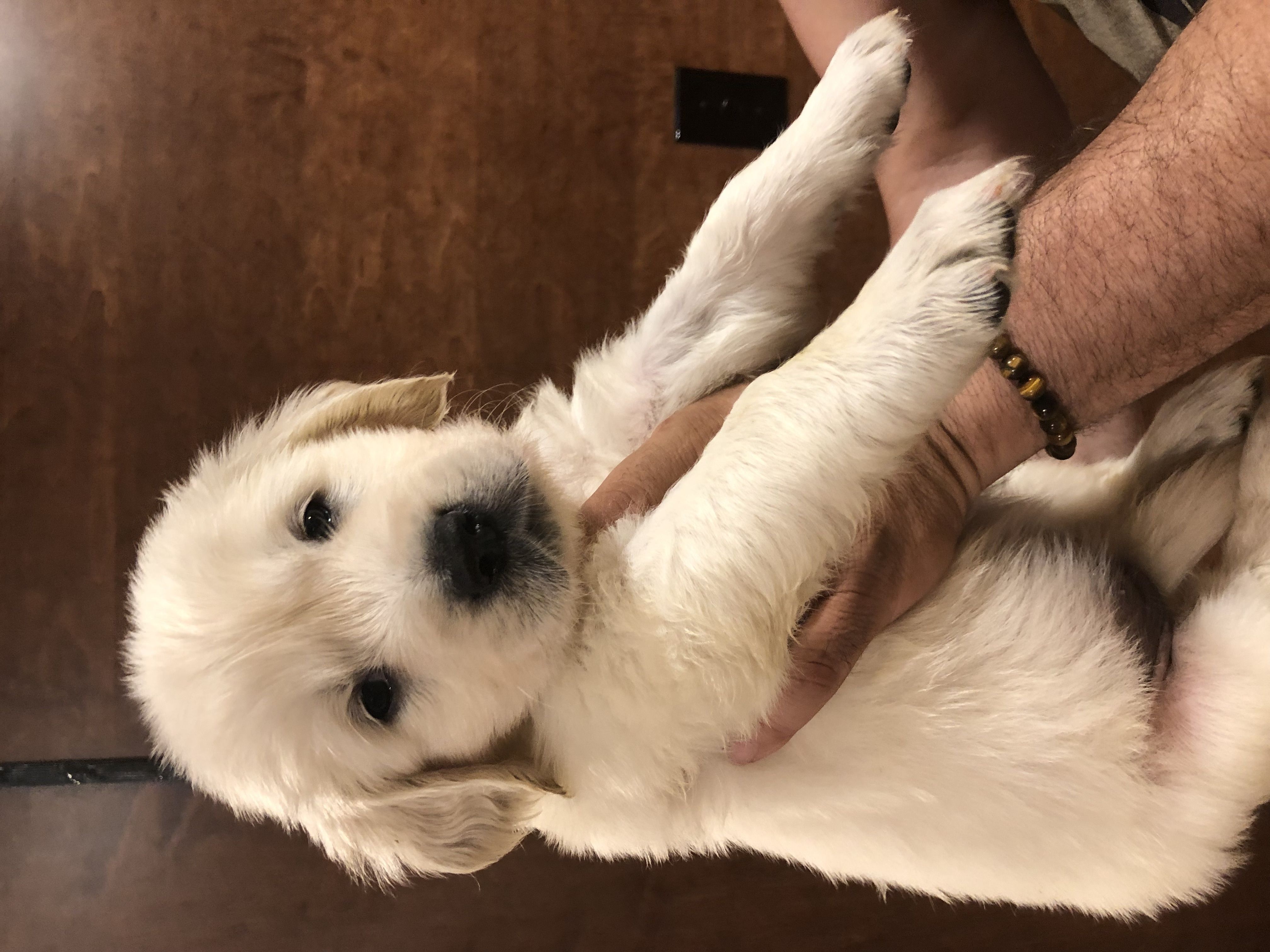 Golden Retriever Puppies from Nelsons Goldens