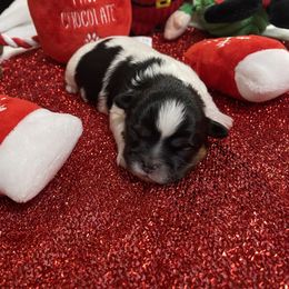 Halfandhalf - Black and white female Shih Tzu puppy in Mobile, Alabama from Emmy’s Yorkies  Shorkies and Shihtzu