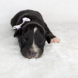 White Colar - Black tri-color female Australian Shepherd puppy in Coulee City, Washington from Mr and Mrs Doodle Farm