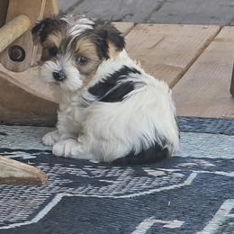Boy 1 - Parti male Yorkshire Terrier puppy in Colton, Oregon from Yorkies & More R US