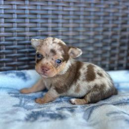Mazy - Merle female Chihuahua puppy in Beckemeyer, Illinois from Guardian’s of the Chihuahuas