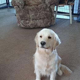 Luna - Golden Retriever