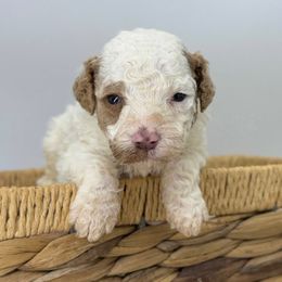 Pudding - Parti female Poodle puppy in Greeneville, Tennessee from Smokey Mountain Sheepadoodles
