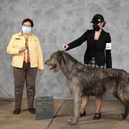 Bogo - Irish Wolfhound