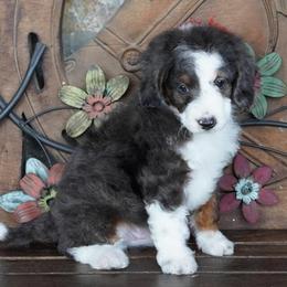 Boy 1 - Blue merle male Aussiedoodle puppy in Lawton, Oklahoma from Lindsey’s Aussies