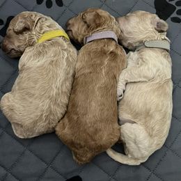 Goldendoodles from Mabel Rue Doodles