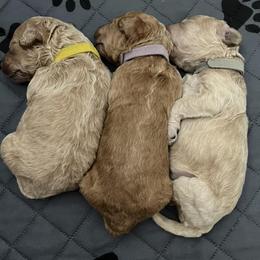 Goldendoodles from Mabel Rue Doodles