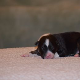 Lime - Black tri-color male Australian Shepherd puppy in Pilot, Virginia from Obsidian Australian Shepherd