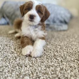 Blue Boy - Red  male Goldendoodle puppy in Las Vegas, Nevada from Bridges Goldendoodles