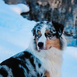 Addie - Australian Shepherd
