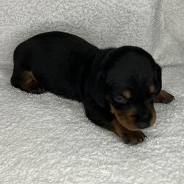 Shooter - Black and tan male Dachshund puppy in Mocksville, North Carolina from The Dachs of Hazzard Dachshunds