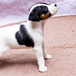 Orange collar - Tri-colored female Parson Russell Terrier puppy in Branford, Florida from Loyalville