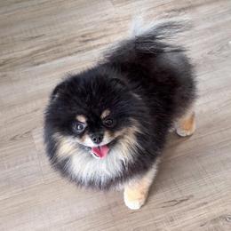 Winston - Black and tan male Pomeranian puppy in Las Vegas, Nevada from Velvet-Paws Pomeranians