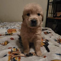Boy 1 - Golden male Golden Retriever puppy in Lawtey, Florida from Rise and Shine Goldens