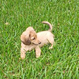 Dachshund Puppies from Brenda Broumley Miniature Dachshunds