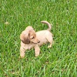 Dachshund Puppies from Brenda Broumley Miniature Dachshunds