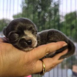 Visenya - Blue female Chihuahua puppy in Silver Summit, Utah from Snow Peak Kennel