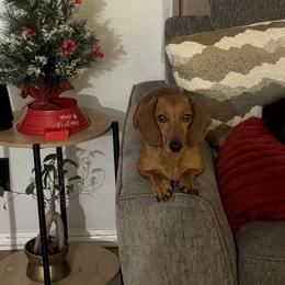 Chi - Dachshund