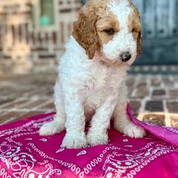 Fushia - Parti female Goldendoodle puppy in Celina, Texas from Kennedy Doodles