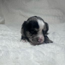 Koda - Blue merle male Miniature Australian Shepherd puppy in Reidsville, North Carolina from Cherry Grove Kennel