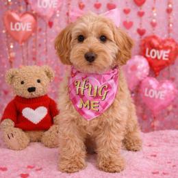 Tradition - Red  female Goldendoodle puppy in Pendleton, Oregon from Blushing Doodles