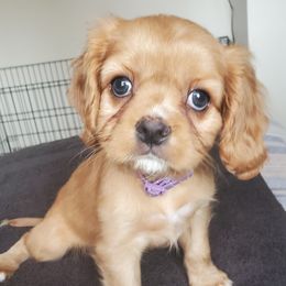 Cavalier King Charles Spaniels from Sorento Rubies