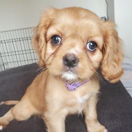 Cavalier King Charles Spaniels from Sorento Rubies