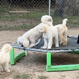Poodles from Anna's Poodles