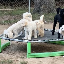 Poodles from Anna's Poodles