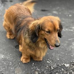 AXEL - Dachshund