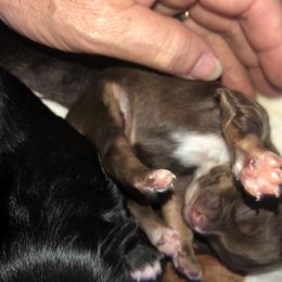 Dorothy - Chocolate female Chihuahua puppy in Amelia, Virginia from Pannell’s Precious Pups