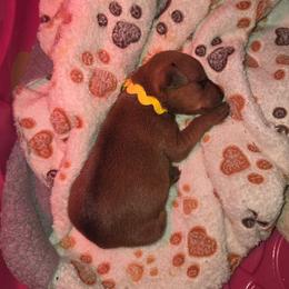 Yellow collar, girl - Red female Miniature Pinscher puppy in Acworth, Georgia from Stonewood Dobermans and Min Pins