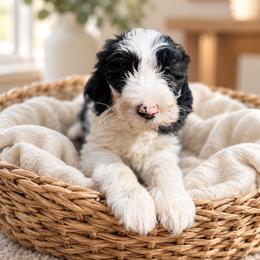 Bee - Parti female Goldendoodle puppy in Pollock Pines, California from Penny Lane’s Doodles