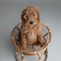Girl 3 - Red  Poodle puppy in Jasper, Alabama from Standard Poodles and Doodles of Alabama