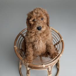 Girl 3 - Red  Poodle puppy in Jasper, Alabama from Standard Poodles and Doodles of Alabama