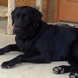 Labrador Retrievers from Higher Ground Retrievers LLC