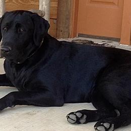 Labrador Retrievers from Higher Ground Retrievers LLC